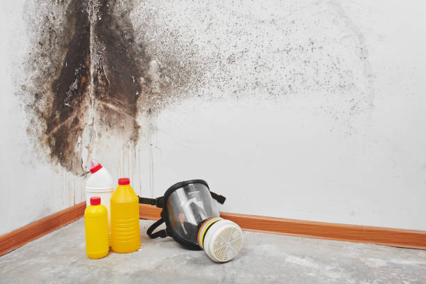 Best Emergency Mold Removal  in Texanna, OK