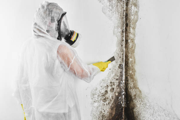 Best Office Mold Removal Services  in Texanna, OK