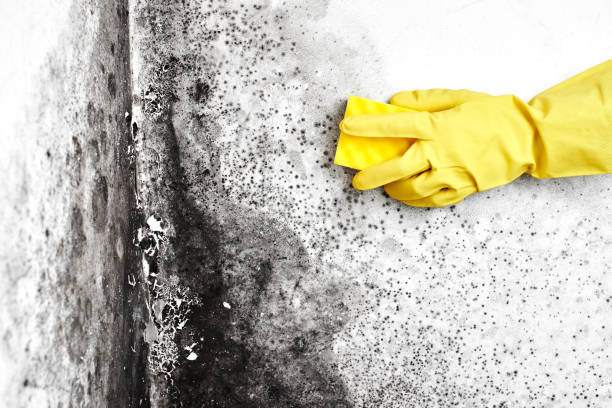 Best Local Mold Removal Service  in Texanna, OK