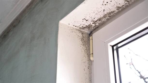 Best Professional Mold Removal  in Texanna, OK