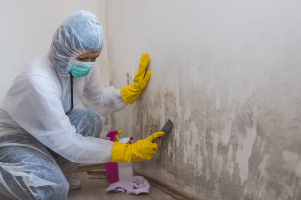 Best Office Mold Removal Services  in Texanna, OK