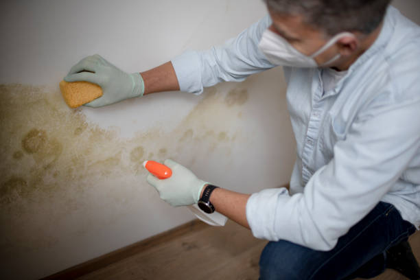 Trusted Texanna, OK Mold Removal Experts