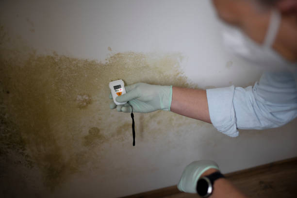 Best Professional Mold Removal  in Texanna, OK
