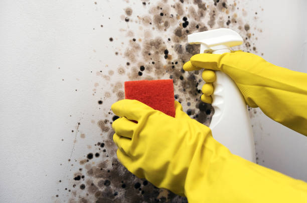 Home Mold Removal in Texanna, OK