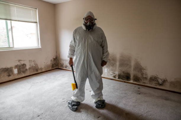 Best Mold Testing and Removal  in Texanna, OK