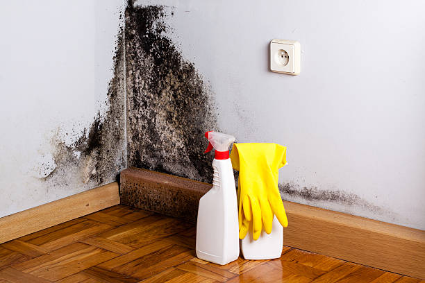 Best Mold Damage Repair  in Texanna, OK