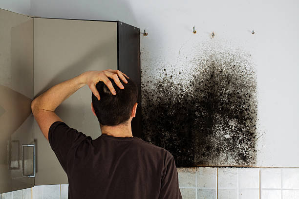 Best Toxic Mold Removal  in Texanna, OK