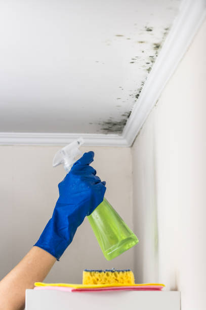 Best Mold Remediation  in Texanna, OK